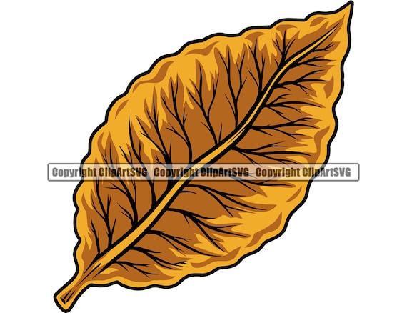 Tobacco Leaf Smoking Roll Make Cigar Smoker Smoke Label Lit Bar Tree Design  Art Design Element Logo SVG PNG Vector Clipart Cut Cutting File - Etsy  Norway