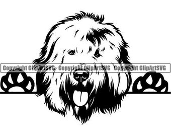 Old English Sheepdog #1 Peeking Paws Hundras Stamtavla Hund Renrasig K-9 Husdjurshund Djurdesign Logotyp SVG PNG Vektor Clipart Klipp Utklippning