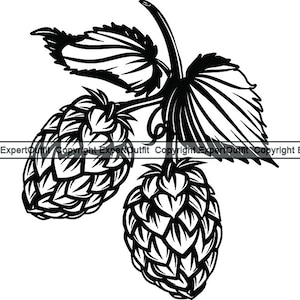 May include: Black and white line art illustration of two hops with a vine. The hops are detailed and realistic.