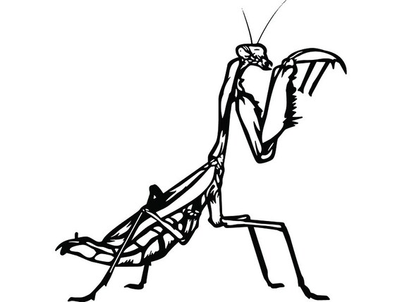 Download Praying Mantis 1 Praying Insect Nature Bug Green Wildlife ...