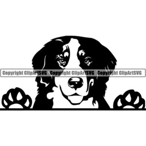 Berner Berg #25 Spähender Hund Lächelnd Glücklich Rasse Welpe K-9 Stammbaum Reinrassige Blutlinie Tier Haustier Logo.SVG.PNG Vektor Cricut Schnitt Schneiden