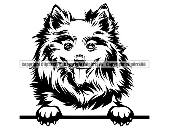 Download American Eskimo Dog Peeking Peek A Boo Breed Happy Paw Puppy Etsy