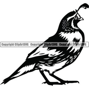 Codorniz #1 Ave Vida Silvestre Caza Caza Juego Presa Pico Pequeño Animal Alimento Paloma Plumas Naturaleza Logo .SVG .PNG Clipart Vector Cricut Corte Corte