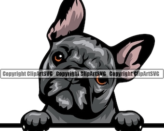 Puede incluir: Un bulldog francés negro con ojos marrones asoma por encima de una superficie blanca. El perro tiene las orejas levantadas y sus patas son visibles.