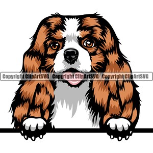 Cavalier King Charles Spaniel Dog Breed Peeking Peek-A-Boo Puppy Animal Pet Pedigree Color Cartoon Design Logo JPG PNG SVG Clipart Vector