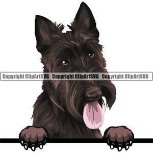 Schotse Terriër hond gluren Peek-A-Boo ras puppy dier huisdier stamboom raszuivere hond kunst kleur logo SVG PNG clipart vector knippen snijden