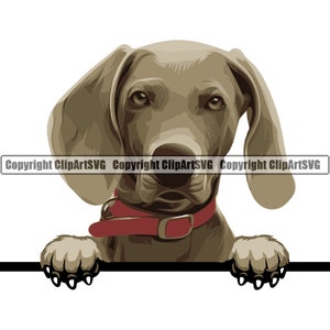 Weimaraner hondenras gluren Peek-A-Boo Puppy dier huisdier stamboom raszuivere hond Pup Artwork kleur Logo SVG PNG Clipart Vector knippen snijden
