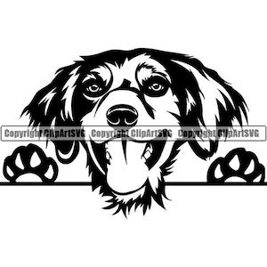 Brittany Spaniel #11 sbirciando sorridente animale domestico cane razza puntatore setter cucciolo pedigree purosangue. SVG. PNG Clipart vettoriale Cricut taglio taglio