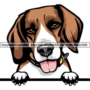 May include: A brown and white beagle dog with brown ears peeks over a black surface. The dog has a pink tongue sticking out and is looking directly at the viewer.