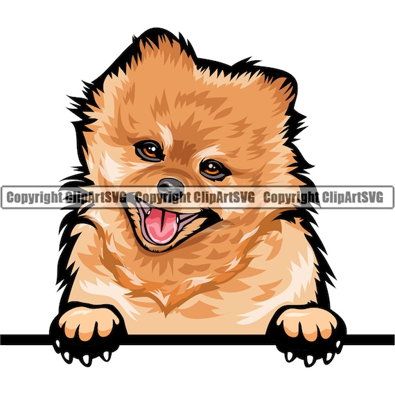 pomeranian beanie boo