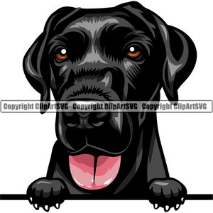 May include: A black Labrador Retriever dog with brown eyes peeks over a surface, sticking out its tongue. The dog's ears are floppy and its nose is black.
