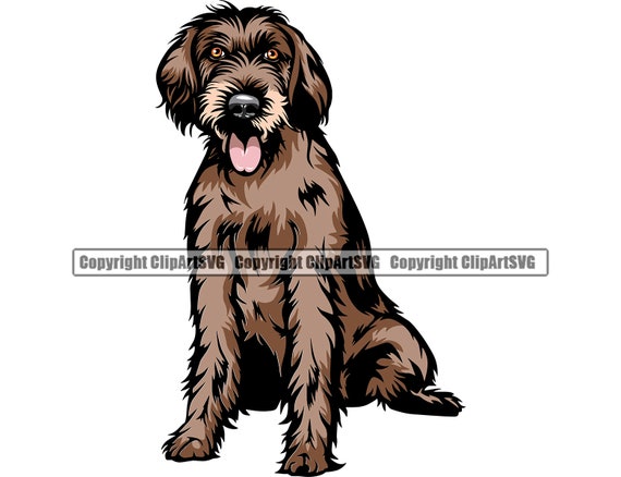Weimaraner wirehaired clearance