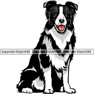 Op de afbeelding: Een zwart-witte border collie hond die zit met zijn tong naar buiten. De hond heeft een witte borst en poten.