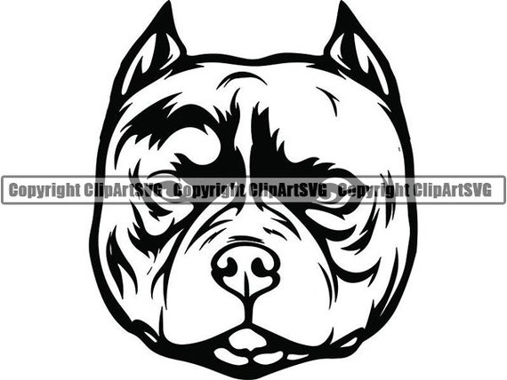 American Pit Bull 36 Dog Puppy Pet Terrier Breed Canine Etsy