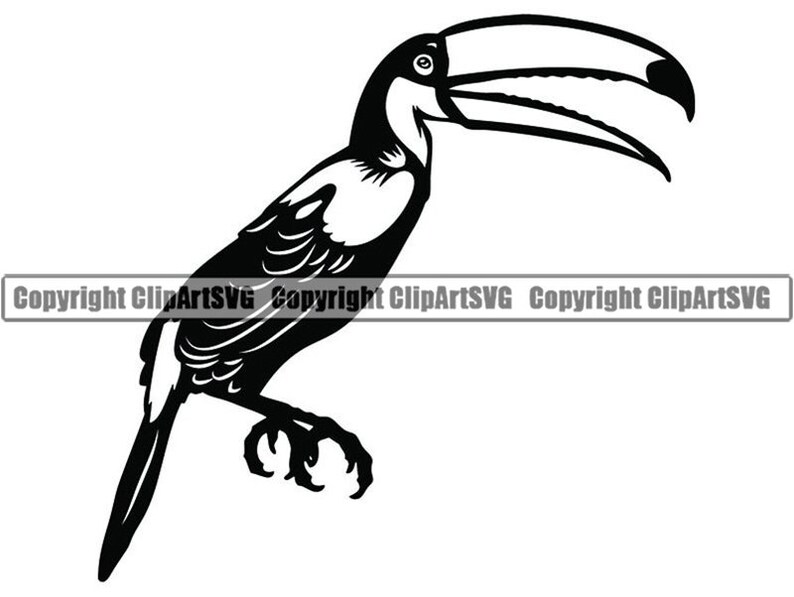 Toucan 2 Bird Wildlife Rainforest Topical Domestic Parrot Etsy