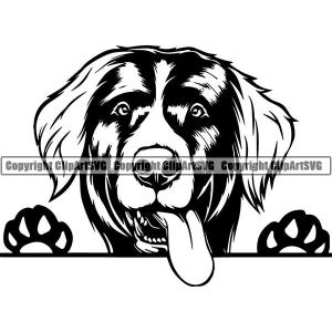 Berner Berg #1 Spähender Hund Lächelnd Glücklich Rasse Welpe K-9 Stammbaum Reinrassige Blutlinie Tier Haustier Logo.SVG .PNG Vektor Cricut Cut Cutting