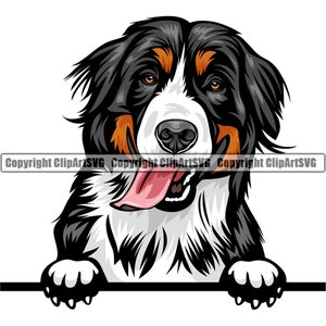 Berner Sennenhund Spähen Peek-A-Boo Rasse Glückliches Gesicht Welpe Tier Haustier Hund Farbe Art Artwork Design Logo JPG PNG SVG Clipart Vektor
