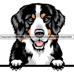 Berner Sennenhund Peeking Peek-A-Boo Rasse Welpe Tier Haustier Ahnentafel Reinrassig K9 Farbe Art Design Logo PNG SVG Clipart Vektor Schneiden Schnitt