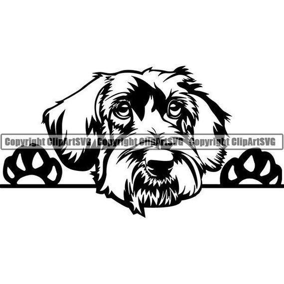 Dachshund 57 Peeking Puppy Dog Breed Wire Smooth Long Haired Etsy