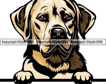 Labrador Dog Peeking Peek-A-Boo Breed Happy Face Puppy Animal Pet Color Artwork Golden Retriever Lab Hunting Logo JPG PNG SVG Clipart Vector