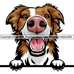 Op de afbeelding: Een bruine en witte border collie met bruine vacht en een wit gezicht kijkt over een wit oppervlak met zijn tong naar buiten. De hond heeft een roze neus en bruine ogen.