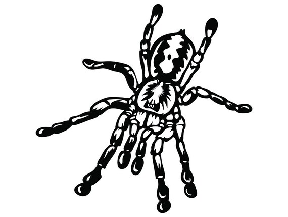 Download Tarantula 1 Spider Insect Nature Bug Wildlife Tropical | Etsy