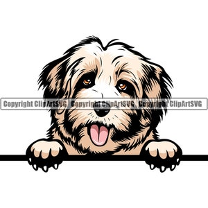 Havanezer hondenras gluren Peek-A-Boo puppy dier huisdier Hound stamboom rasechte honden artwork kleur logo SVG PNG clipart vector knippen snijden