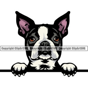 Custom Embroiery Digitizing Boston Jr. Terriers WFO11B07 Designs
