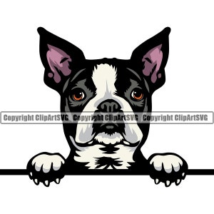 Boston Terriër hondenras gluren Peek-A-Boo gezicht Puppy Pup huisdier Art Canine Franse Bulldog Pug Bostie Logo SVG PNG Clipart Vector knippen snijden