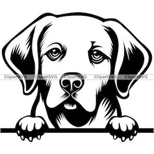 Labrador Retriever sonriente mirando perro cachorro cara canina mascota raza retrato laboratorio dibujos animados dibujo arte logotipo tatuaje diseño SVG PNG corte corte