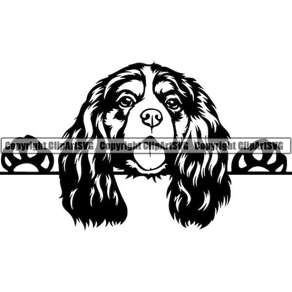 Download Cavalier King Charles 1 Peeking Dog Breed Animal Pet Pedigree Etsy