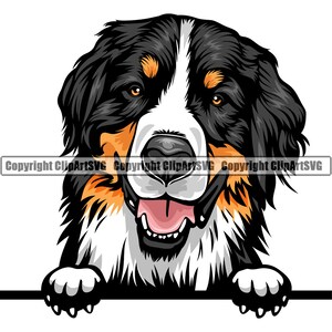 Berner Sennenhund Spähen Peek-A-Boo Rasse Glückliches Gesicht Welpe Tier Haustier Hund Farbe Art Artwork Design Logo JPG PNG SVG Clipart Vektor