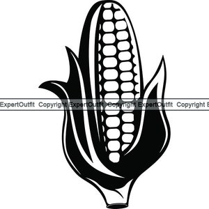 Corn Stalk #2 Ear Food Agriculture Vegetable Farm Cob Sweetcorn Harvest Produce Cook Maize Organic.SVG.PNG Clipart Vector Cricut Cut Cutting