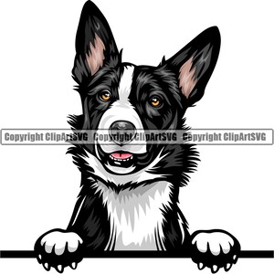 Op de afbeelding: Een zwart-witte border collie kijkt over een oppervlak met zijn poten op de rand. De hond heeft bruine ogen en een witte vlek op zijn borst.