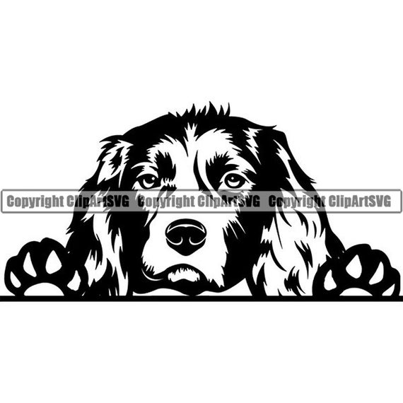 Silhouette Of Field Bred English Springer Spaniel English Springer