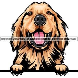Könnte beinhalten: Ein Golden Retriever mit braunem Fell schaut über eine weiße Fläche, die Zunge hängt heraus. Der Hund hat eine schwarze Nase und braune Augen.