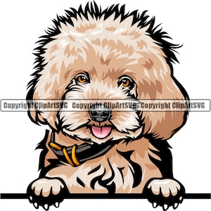 Poodle Dog Breed Peeking Peek-A-Boo Happy Puppy Pet Color Artwork Cocker Spaniel Cockapoo Labradoodle Yorkiepoo Logo PNG SVG Clipart Vector