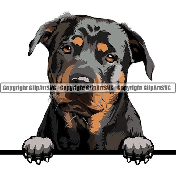 Rottweiler pet shop cheap