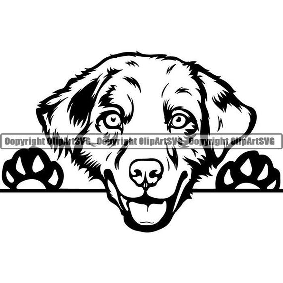 Download Australian Shepherd 11 Peeking Aussie Dog Breed K9 Animal Pet Etsy