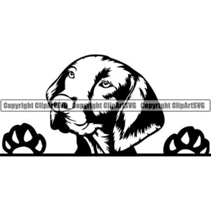 Vizsla #13 Spähende Hunderasse Stammbaum Canine Reinrassige K-9 Haustier Jagdhund Tier Weimaraner Design Logo.SVG .PNG Clipart Vektor Cricut Schnitt Schneiden