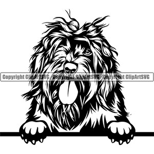 Portugués perro de agua raza cabeza cara feliz pata cachorro cachorro mascota arte español irlandés barbet lindo arte logotipo SVG PNG Clipart Vector corte corte