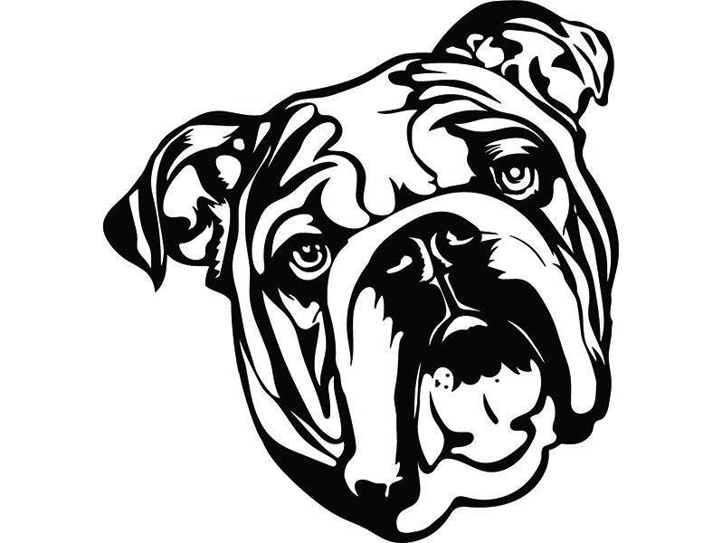 Download English Bulldog 5 American Mascot Head Pedigree Dog Breed ...
