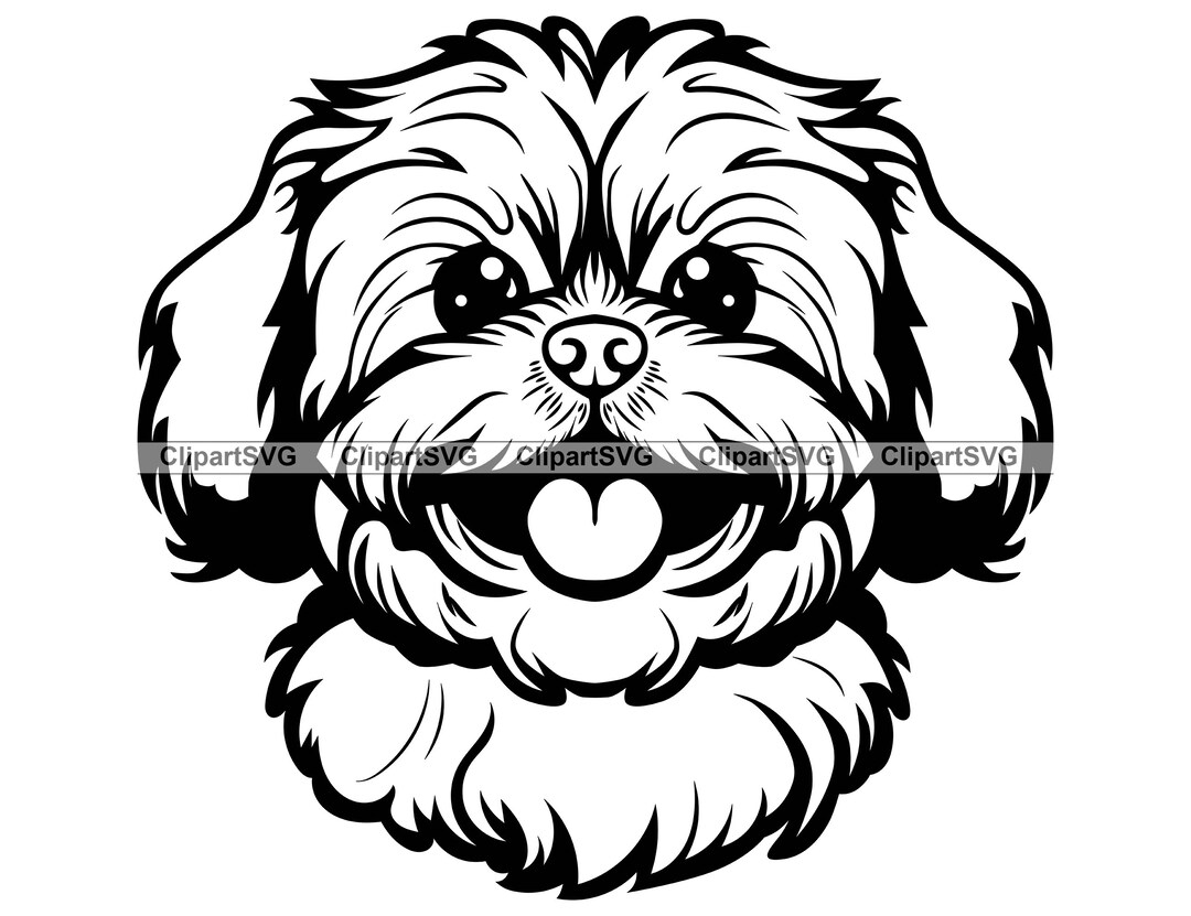 Shihpoo Smiling Dog Cute Puppy Face Canine Pet Shih Tzu Toy Poodle ...