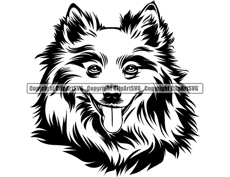 Download American Eskimo Dog Breed Head Smiling Face Happy Puppy ...