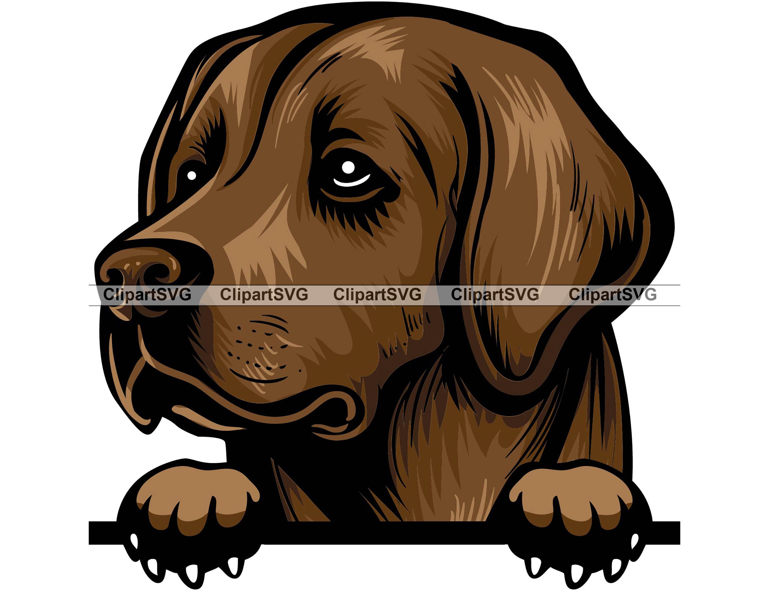 Brown Labrador Retriever Smiling Peeking Dog Puppy Face Canine Etsy