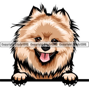 Pomeranian Dog Breed Pedigree Purebred Chiot Pet Color Artwork Chihuahua Yorkshire Yorkie Papillon Shih Tzu Art Logo PNG SVG Clipart Vector