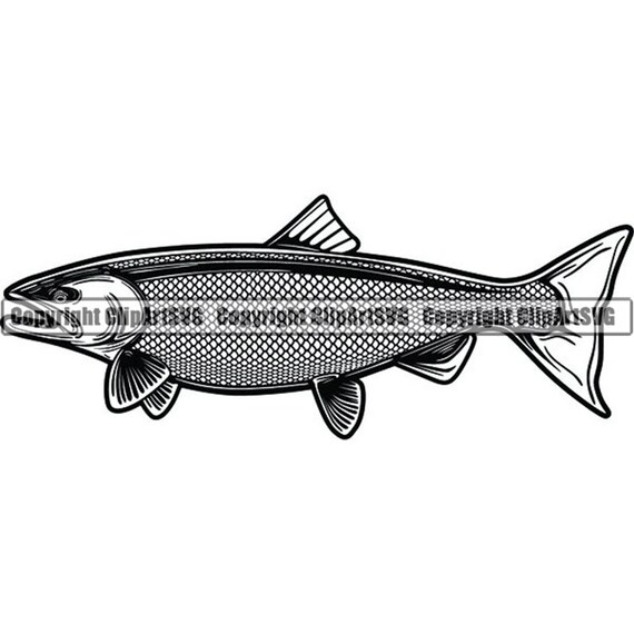 Download Salmon Fish 1 King Fishing Angling Freshwater Lake Wildlife Etsy