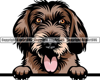Könnte beinhalten: Ein brauner und schwarzer Drahthaar-Dackel mit orangefarbenen Augen schaut über eine weiße Fläche, die Zunge herausgestreckt. Der Hund hat eine braune Nase und eine rosa Zunge.