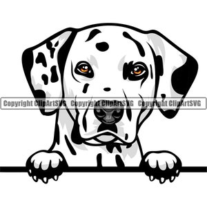Könnte beinhalten: Ein schwarz-weißer Dalmatiner mit braunen Augen schaut über eine weiße Fläche. Der Hund hat schwarze Flecken und eine schwarze Nase.