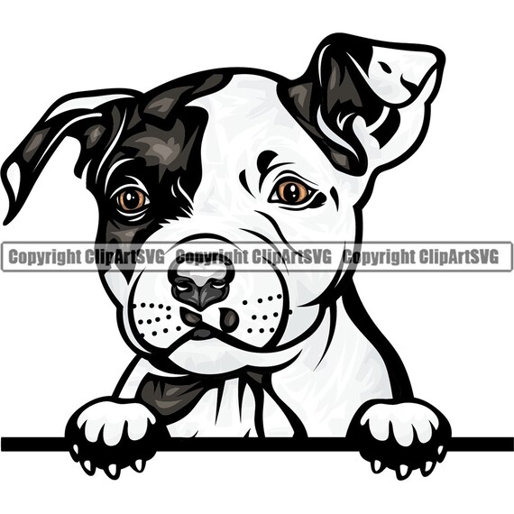 Pit Bull Dog Peeking Peek-a-boo Breed Happy Face Puppy Animal Pet